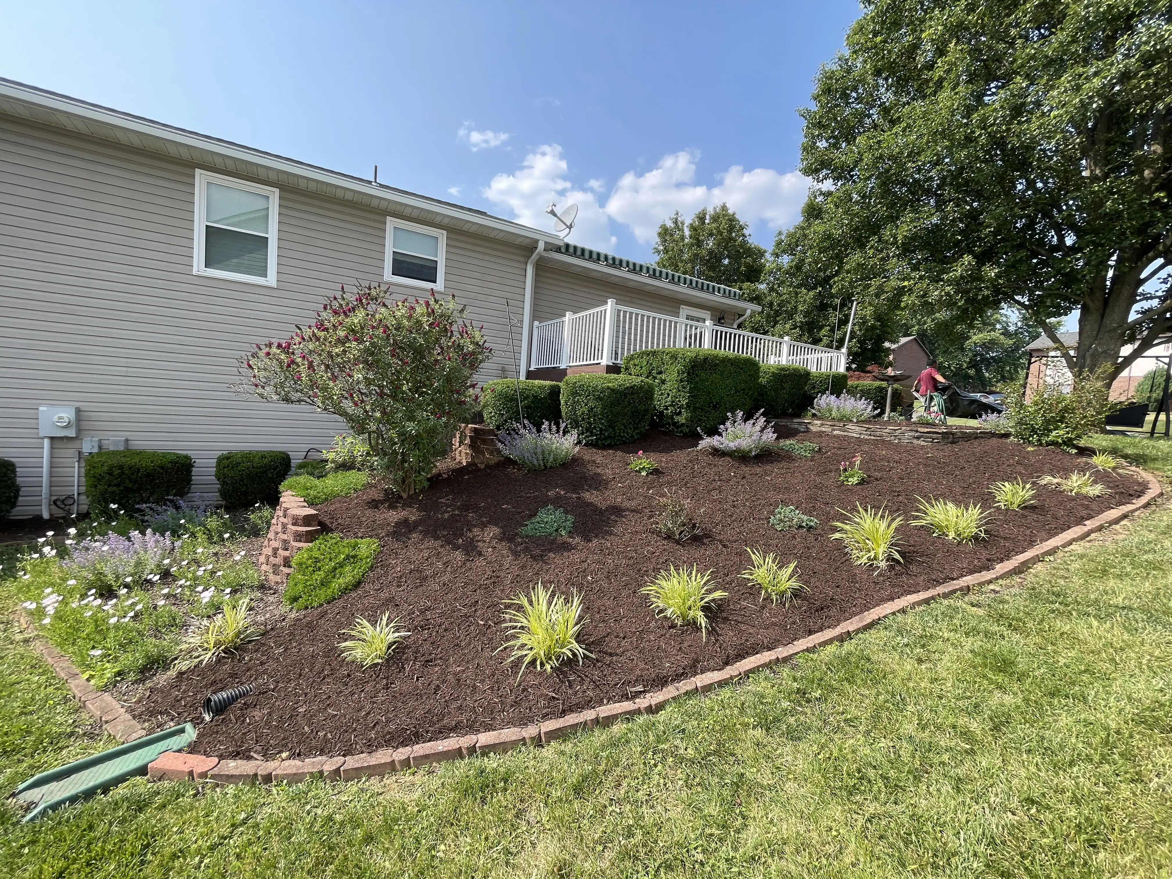 Shrub installation along property border